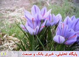 چینی‌ها برای قاچاق پیاز زعفران به ایران آمدند