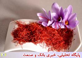 خیز هلند برای کشت زعفران ایرانی در افغانستان
