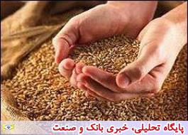 واکنش وزارت جهاد کشاورزی به ادعای اختلاط گندم داخلی با خاک/40 درصد گندم ایران ممتاز است