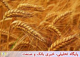 ایران صادرکننده گندم شد