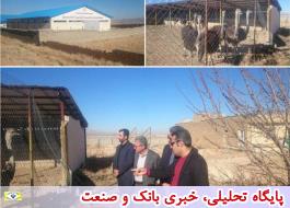 بازدید مدیر منطقه ای بانک ایران زمین از مجتمع زنجیره‌ای تولید شتر مرغ