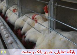 صادرات مرغ و تخم مرغ ایران به افغانستان آزاد شد
