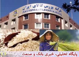 استانداردسازی، نظارت و تضمین کیفیت برنج با ورود به بورس کالا