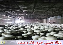 راه اندازی واحد پرورش قارچ دکمه ای با مشارکت بانک کشاورزی استان اصفهان