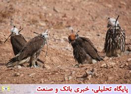 اولین نرم‌افزار راهنمای صحرایی پرندگان ایران