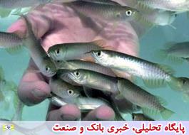 صنعت تولید و پرورش ماهی کشوردر آستانه تحول قرار گرفت
