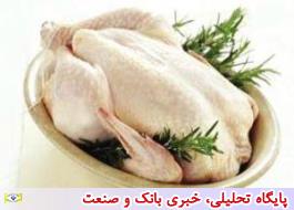 کدام کشورها مرغ ایرانی می خورند