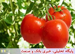 گوجه 3500 تومانی، گران نیست/تولید و عرضه در فصل سرما کم می‌شود