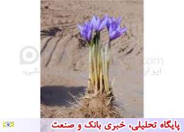 صادرات پیاز زعفران همچنان ممنوع است