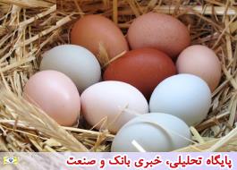 پشت پرده آشفتگی قیمت تخم‌مرغ در خرده فروشی‌ها