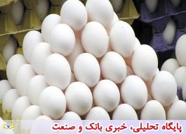 تخم مرغ وارداتی قیمت ها را شکست، اما بازار متعادل نشد