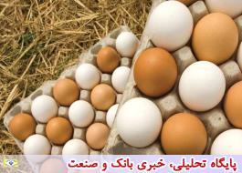 تخم مرغ وارداتی شانه ای 12 هزار و 600 تومان توزیع می‌شود/ مجبور به معدوم کردن جمعی از مرغ‌های تخم‌گذار شدیم
