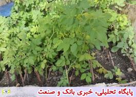 رایزنی با 6 شرکت داروسازی آذربایجان‌غربی برای تولید گیاهان دارویی مورد نیاز