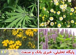 شناسایی 360 گونه گیاه دارویی در استان