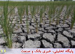 کشت برنج در خارج از استان های گیلان و مازندران ممنوع شد