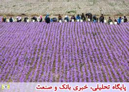 ایران بزرگ ترین تولیدکننده زعفران جهان است