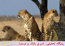 ارایه طرح حفاظت از گربه‌سانان ایران به سازمان برنامه و بودجه