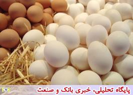 مخالفت تولیدکنندگان با کاهش قیمت تخم مرغ