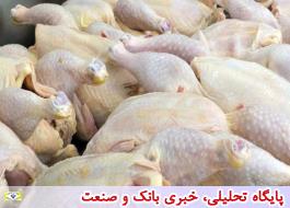 توزیع مرغ منجمد برای تنظیم بازار