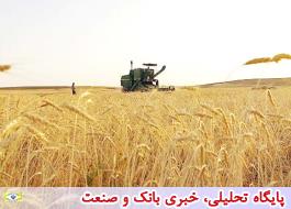 رییس کمیسیون کشاورزی اتاق تهران: خرید گندم توسط بخش خصوصی صورت گیرد