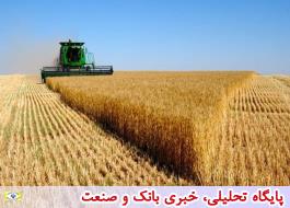 هیچ دلیلی برای واردات گندم وجود ندارد / اقدامات جهاد کشاورزی برای ارتقاء کیفیت گندم قطعا راضی‌کننده نیست