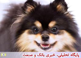 واردات پوست رنگ شده سگ‌های چینی به تهران