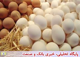 تولید تخم مرغ امسال به 900 هزار تن می رسد