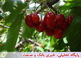 وزارت جهاد کشاورزی در تعیین قیمت میوه دخالتی ندارد