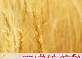 دولت تاکنون افزایش قیمت گندم را رسما اعلام نکرده است