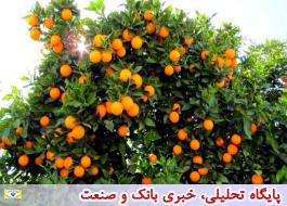 توزیع محموله‌های پرتقال در سراسر کشور با نرخ مصوب آغاز شد