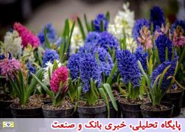 Ù
Ø´Ú©ÙÛ Ø¯Ø± ØªÙØ²Ûع Ú©Ø§ÙØ§ Ø¨Ø±Ø§Û Ø´Ø¨ Ø¹ÛØ¯ ÙØ¯Ø§Ø±ÛÙ