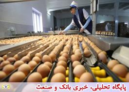 آغاز صادرات 50 میلیون عدد تخم مرغ از جمهوری آذربایجان به ایران
