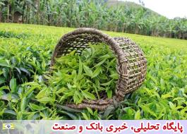 25 هزار تن چای ایرانی امسال تولید شد