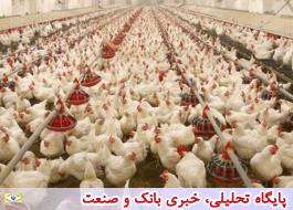 اجرای طرح ارتقای کیفیت بهداشتی گوشت مرغ در 14 استان آغاز شد