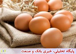 هر ایرانی سالانه 200 عدد تخم مرغ می‌خورد/رشد 11 درصدی تولید