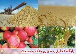 افزایش تولید محصولات کشاورزی/ وفور سیب شب عید