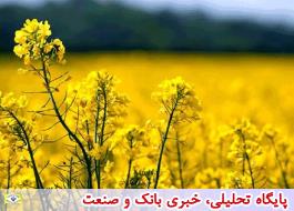 همکاری ایران با آلمان در زمینه بذر/ 6 نوع رقم جدید کلزاو چغندرقند