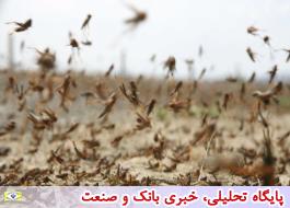آمادگی برای مبارزه با ورود احتمالی موج جدید ملخ‌های صحرایی به جنوب استان کرمان