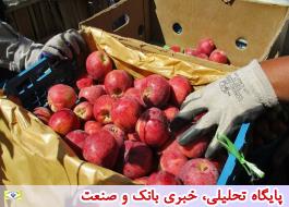 آغاز خرید سیب درختی درجه سه با قیمت کیلویی 800 تومان