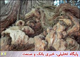 شناسایی نزدیک به 2 هزار درخت کهنسال در ایران