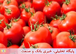 قیمت گوجه فرنگی در بازار روند کاهشی در پیش گرفت