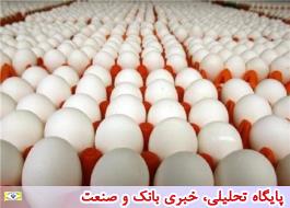 در صورت اجازه صادرات تخم مرغ از کشور برای آن عوارض وضع می شود