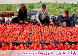 استفاده از گوجه فرنگی غیرفصل برای کارخانه‌های تولید رب صرفه اقتصادی ندارد