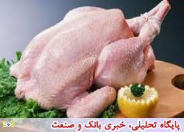 قیمت مرغ به کانال 16 هزار تومانی رسید