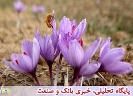 راه اندازی قرارداد آپشن زعفران از یکشنبه هفته آینده