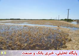پرداخت 410 میلیارد ریال غرامت به کشاورزان سیل زده خوزستان توسط بانک کشاورزی
