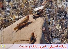 600هزار هکتاربرای پیشگیری از هجوم آفت ملخ در خوزستان پایش شد