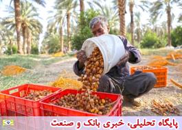 صادرات خرما از امروز ممنوع شد/ قیمت شکر و روغن تثبیت شد