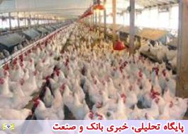 افزایش 79 درصدی تورم تولیدکننده مرغداری های کشور