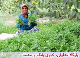 46 درصد نیروی کار بخش کشاورزی زنان تشکیل می دهند